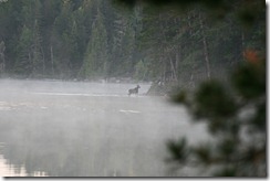Moose in the morning mist